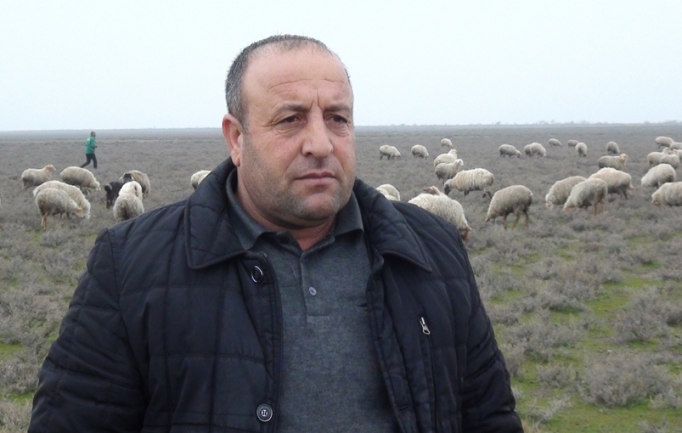 Biləsuvarlı fermer: Rayonumuzda yun emalı müəssisəsi olarsa, işimiz də asanlaşar