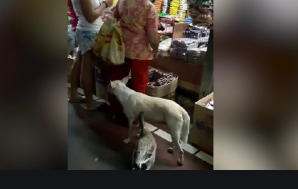 Lady walks around market with pet dog and duck