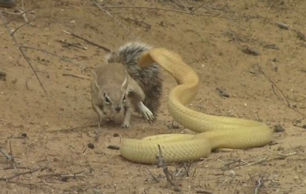 Squirrel Battles Cobra to Protect Her Babies