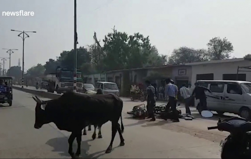 Clash between two bulls leaves motorcyclists wounded in Northern India