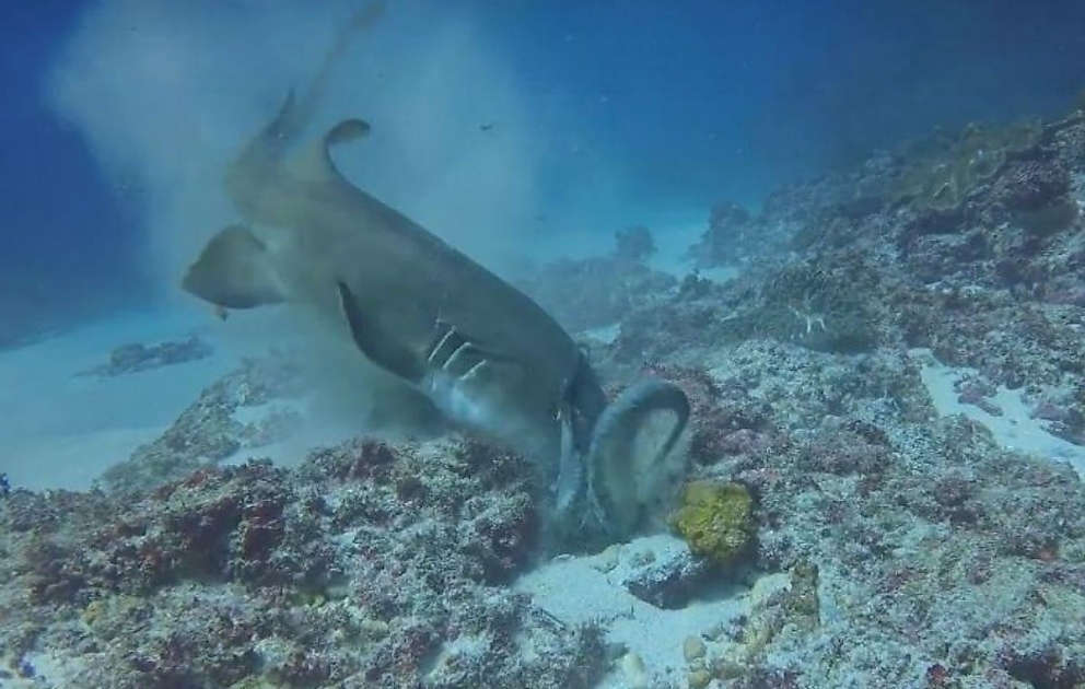 Shark attacks octopus and swallows it whole