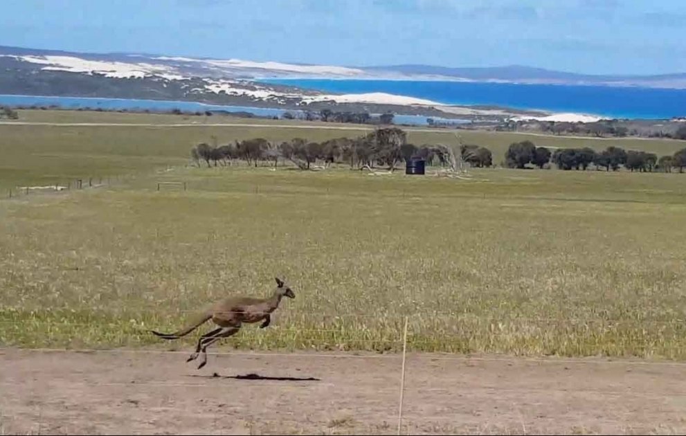 Guys Race Kangaroo Down Road