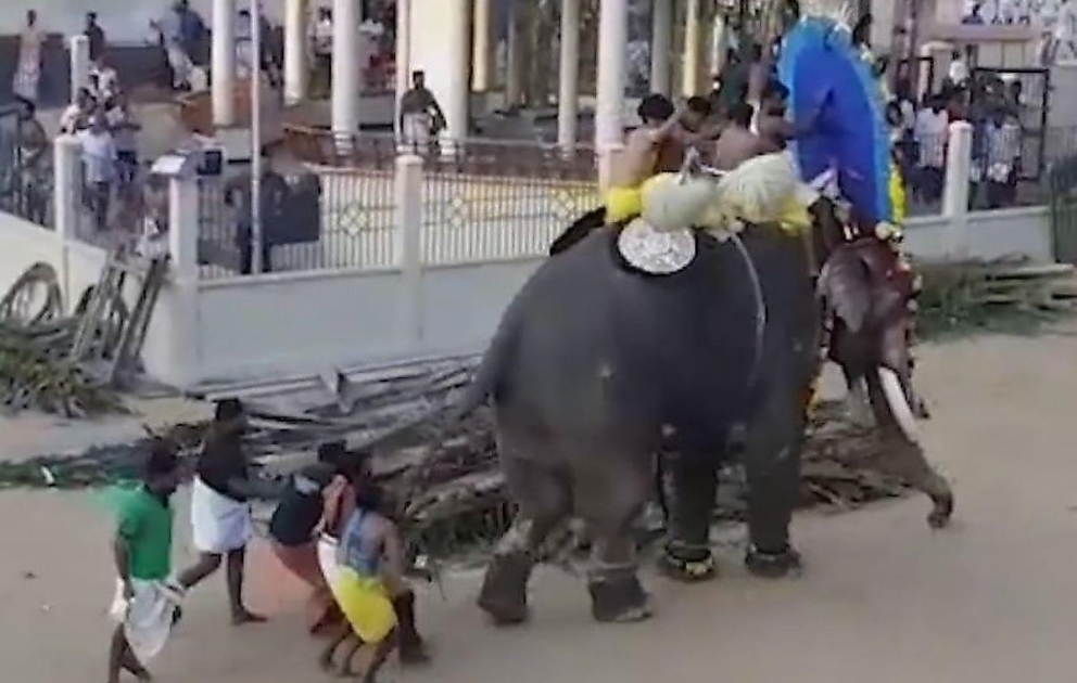 Un éléphant craignant le bruit à un festival a voulu prendre la fuite