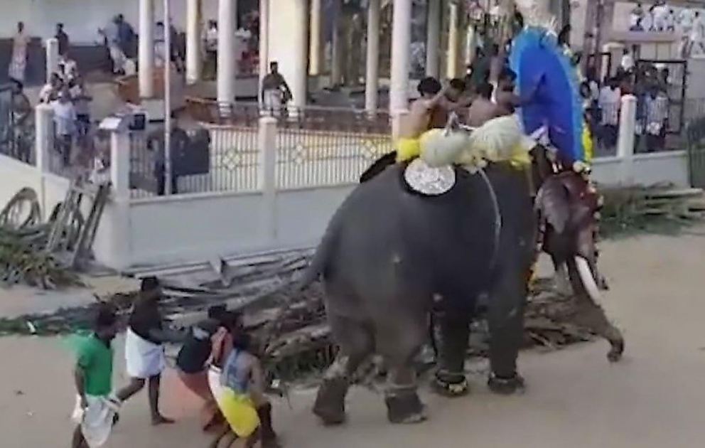 Der Elefant, der vor Lärm fürchtete, wollte dem Festival entkommen