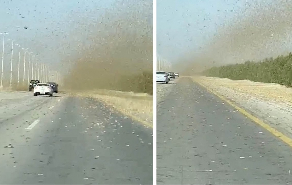 Car Drives Through Huge Grasshopper Swarm