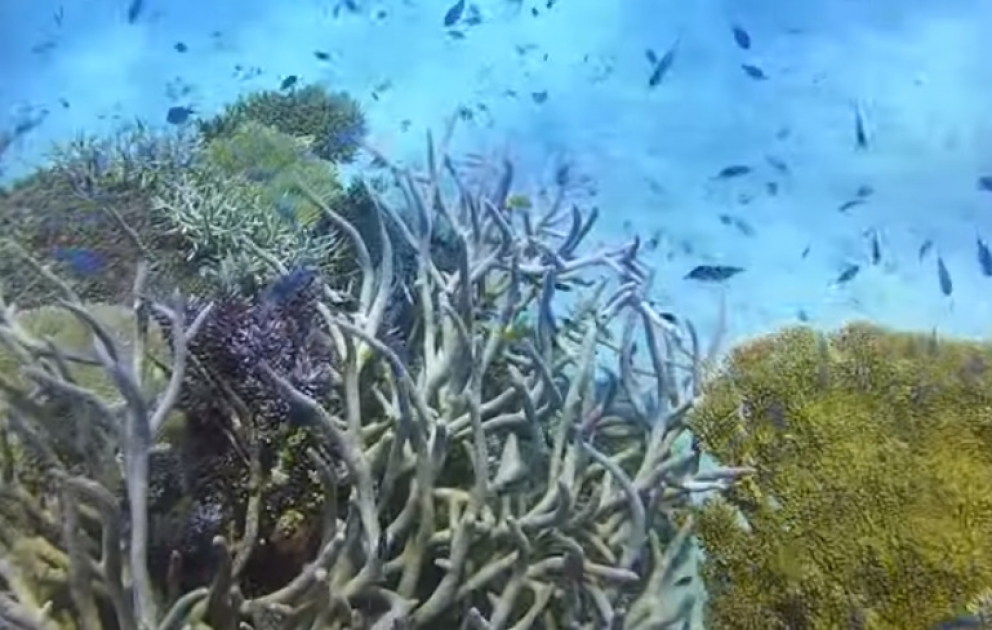 Diver Explores Beautiful Great Barrier Reef