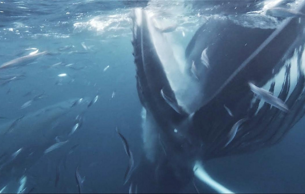 Massive whale almost swallows diver whole by mistake