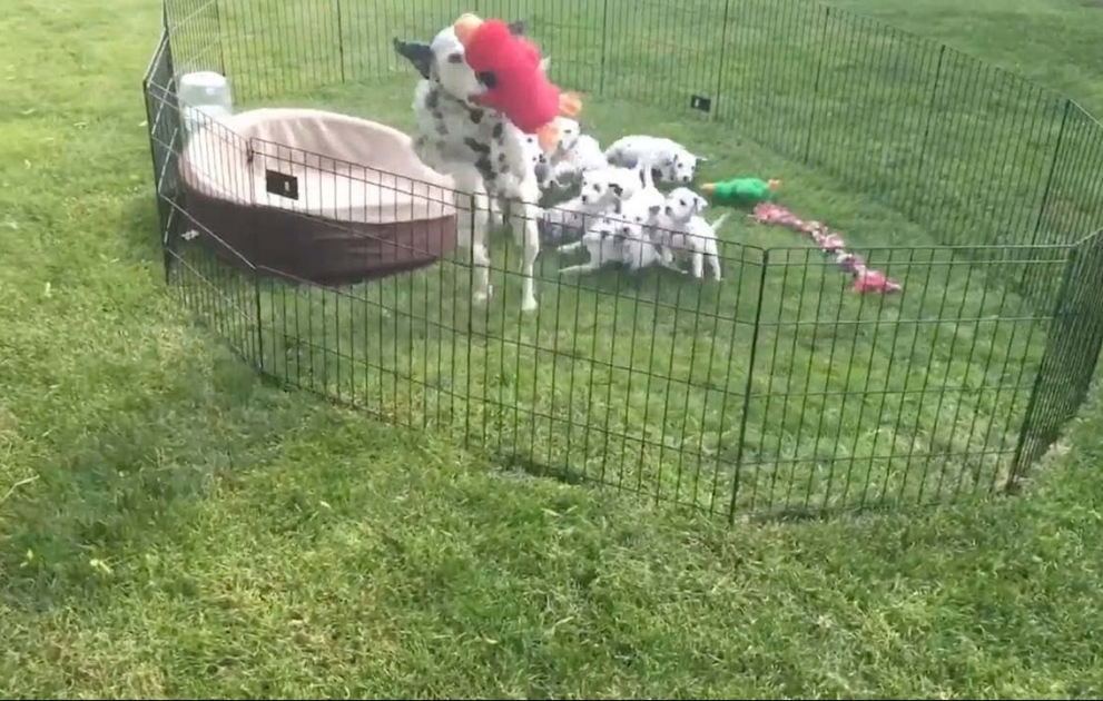 Cheeky Dog Steals Toy From Puppies