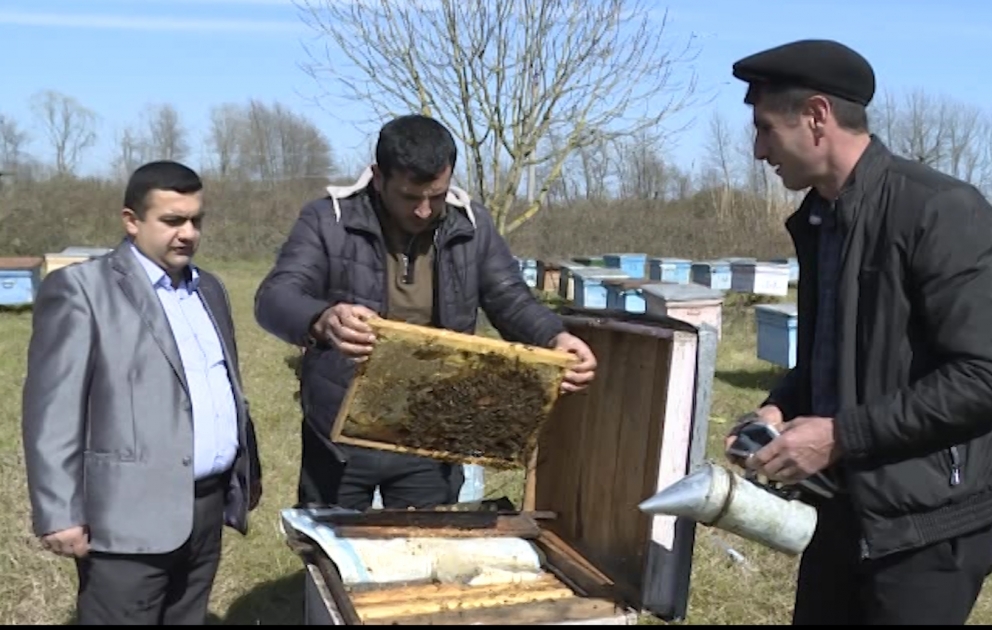 Astarada arıçılar yaz hazırlıq işləri görürlər