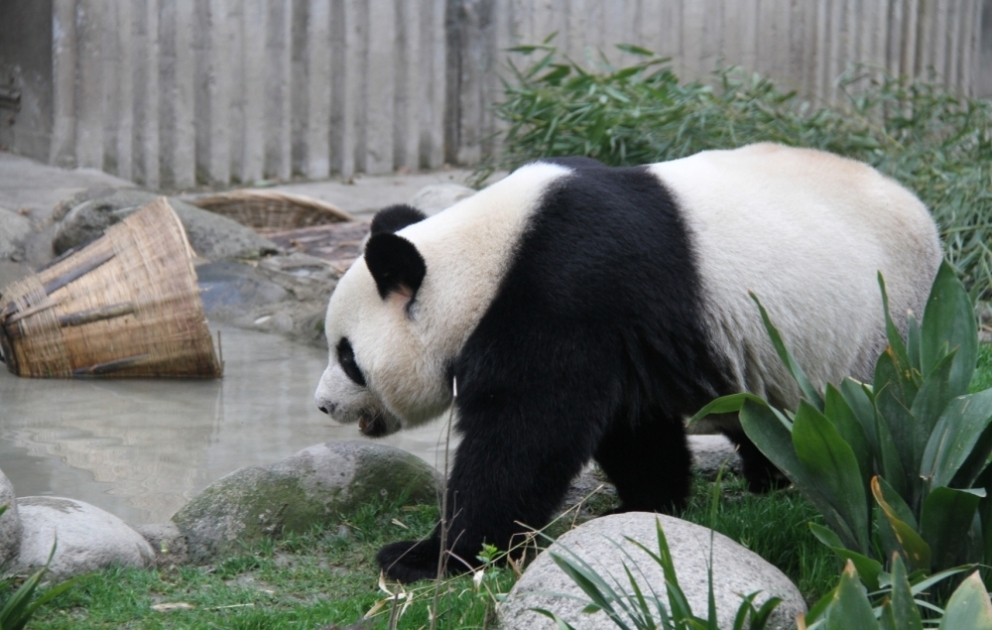 Çində panda qoruqları turistlər üçün açıq elan edilib