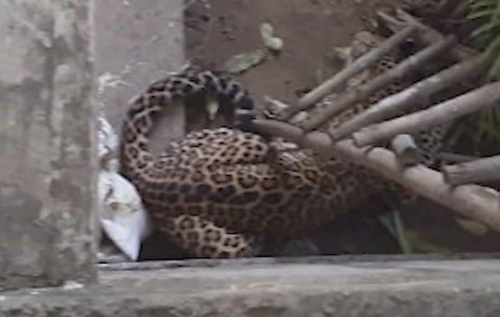 Leopard captured after wandering into house in India
