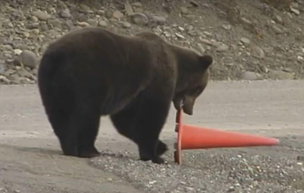 Bear Picks Up Fallen Traffic Cone by Roadside Before Walking Away