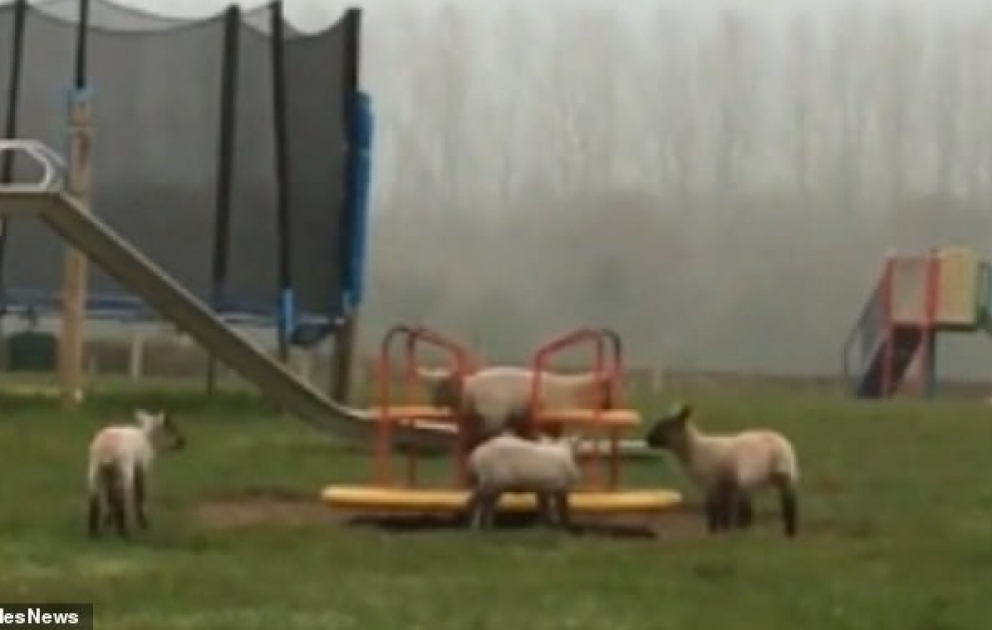Sheep are usually kept away from the children's play area at Raglan Farm Park in Monmouthshire, but have been allowed to roam free during the coronavirus