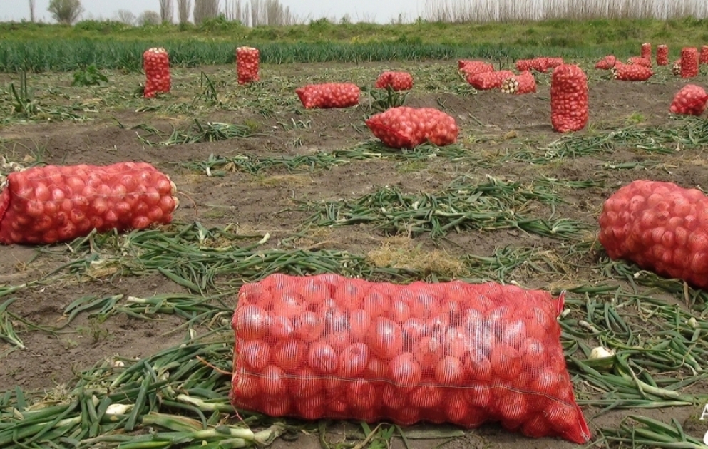 Beyləqanlı fermerlər payızlıq soğan yığımına başlayıblar