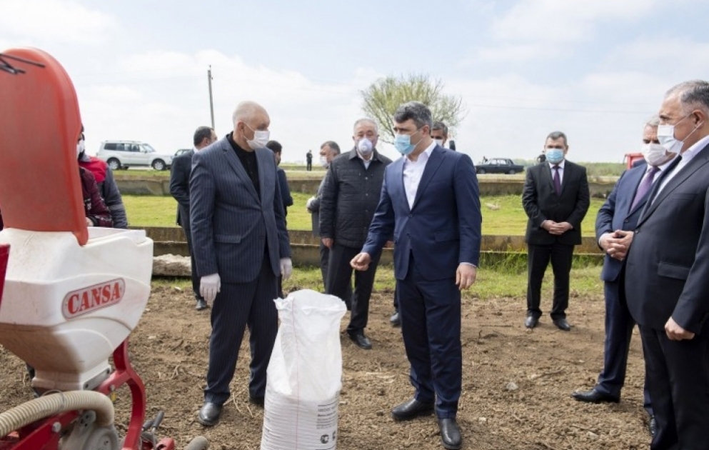 Azərbaycanın pambıqçılıq rayonlarında çiyid səpininə start verilib