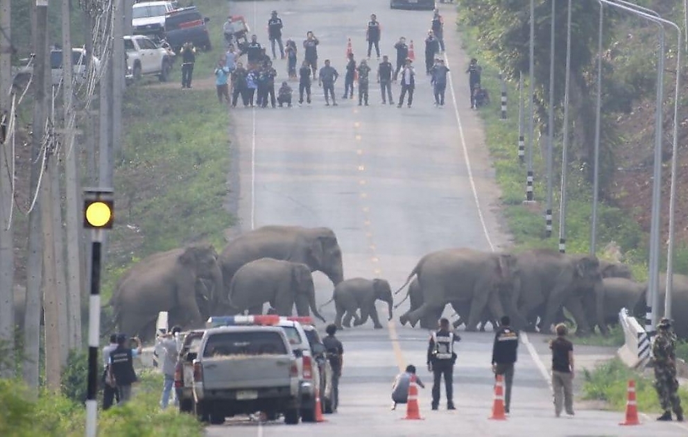 Elephant Family Stop Traffic To Cross Road