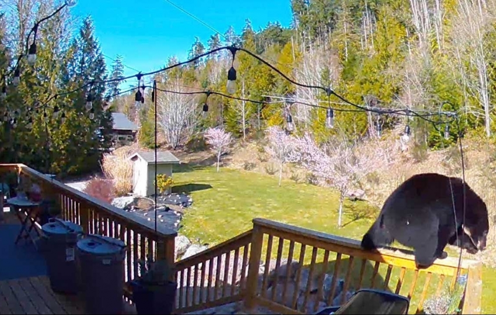 Black Bear Clambers Over Back Porch