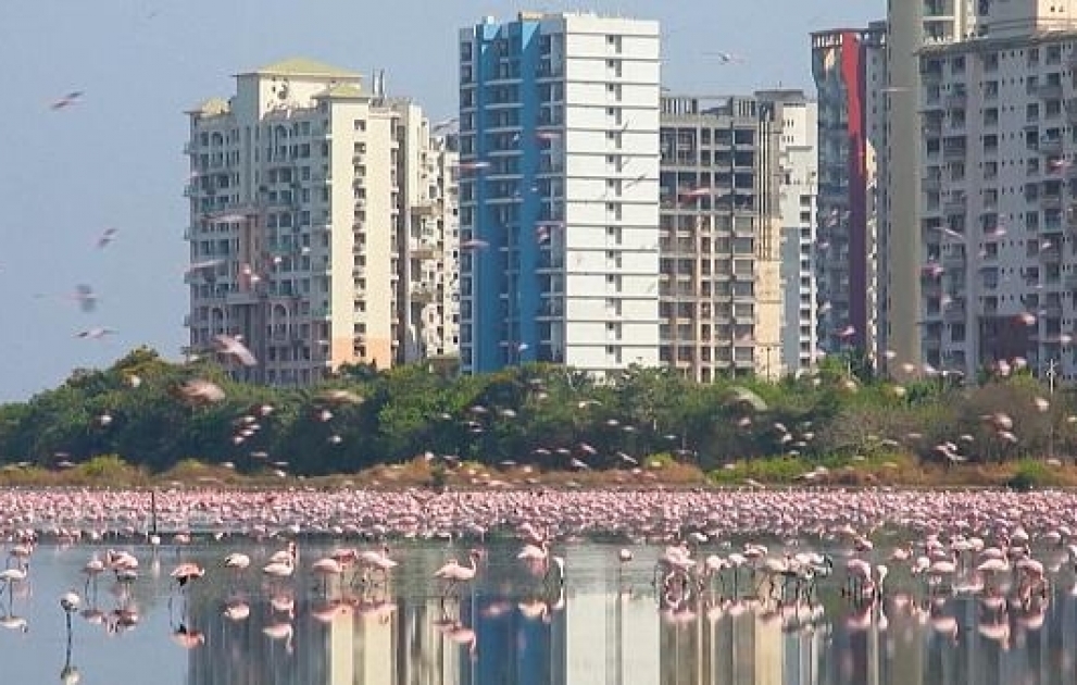 Mass influx of flamingos turn Navi Mumbai into a pink playground