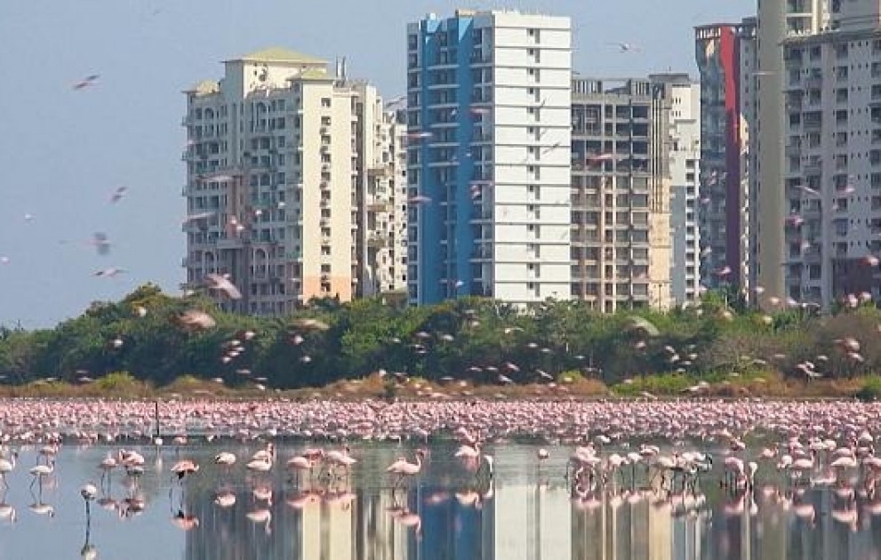 Inde: des flamands roses débarquent en ville