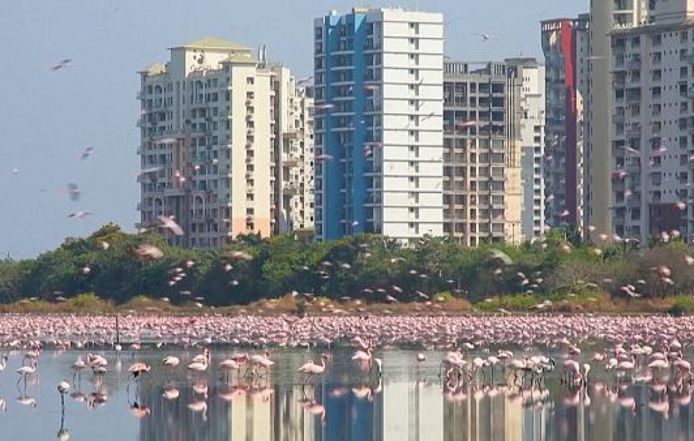 Beeindruckende Bilder: Viel mehr Flamingos als sonst