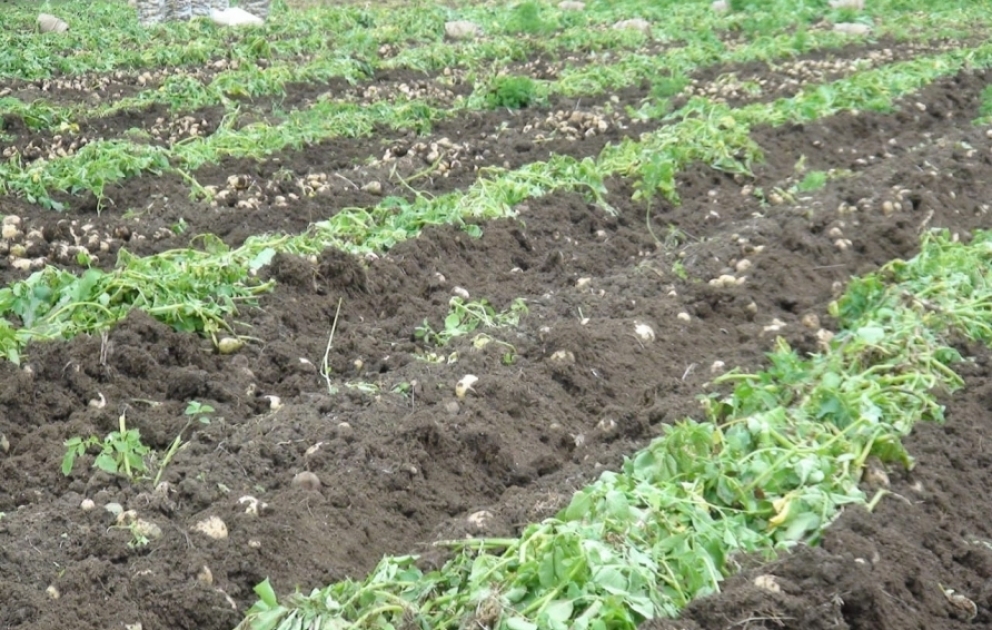 Rusiya bazarlarına qısa müddətdə 2500 tona yaxın Cəlilabad kartofu çıxarılıb