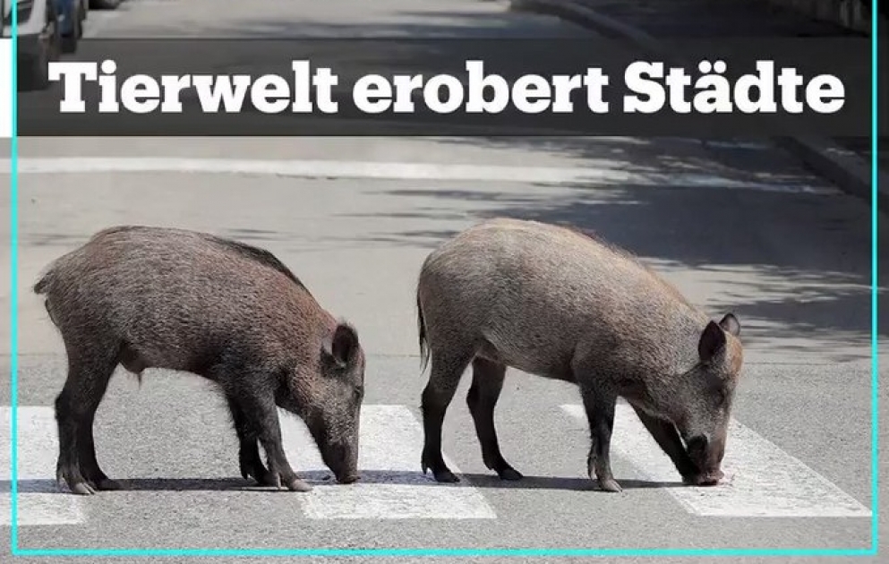 Die Abwesenheit der Stadtbewohner lockt Naturbewohner in die Innenstädte