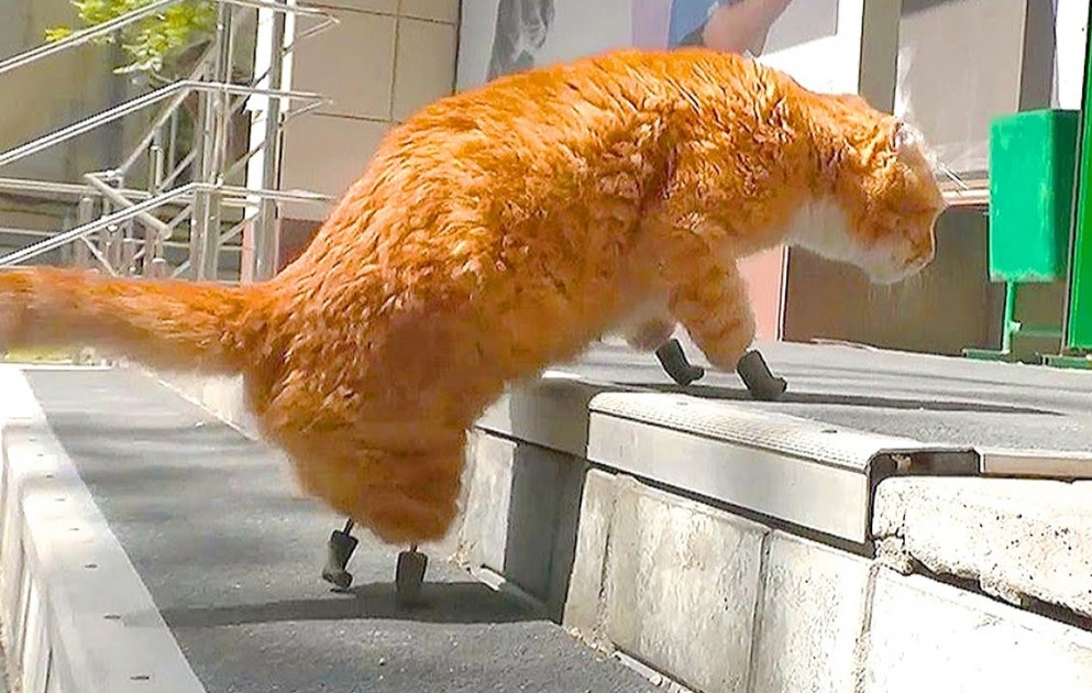 Katze mit Titanpfoten