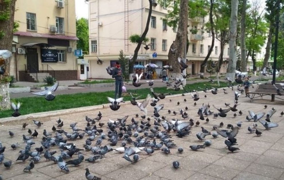 Daşkənddə karantin zamanı  boş qalan parklara göyərçinlər toplandı