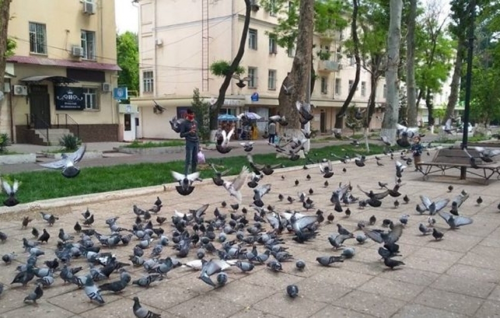 Pendant la quarantaine à Tachkent, des pigeons ont été collectés dans des parcs vides
