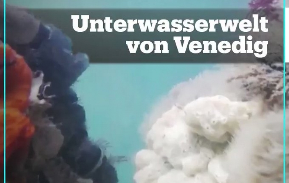 Wenn das Coronavirus einen positiven Nebeneffekt hat, dann auf die Natur