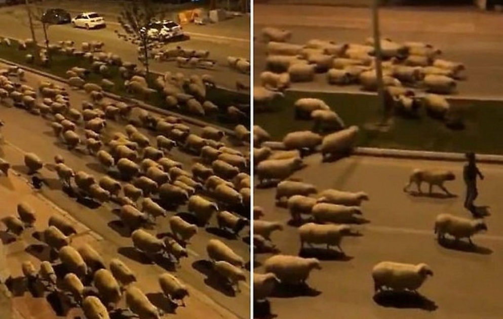 Hundreds of sheep take over Turkish street during coronavirus lockdown