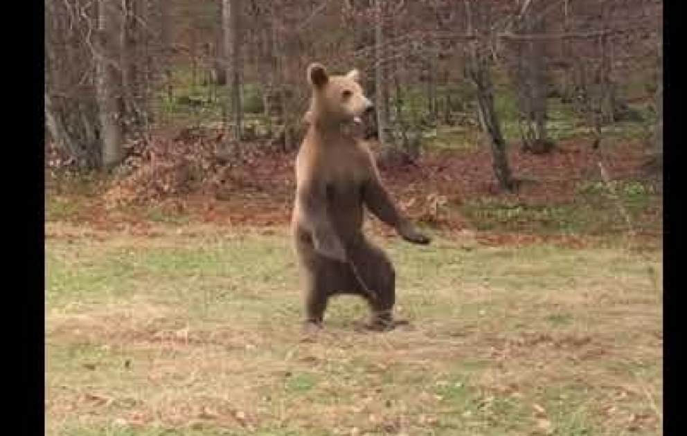 2 orphan bears released into wild