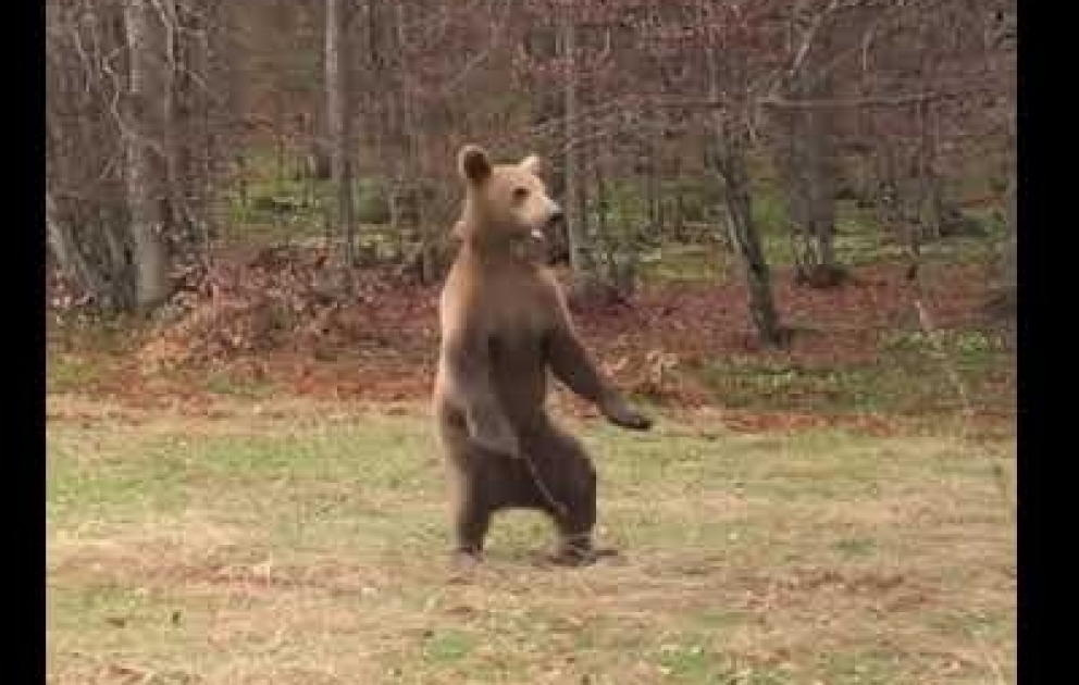 Bradley Cooper ausgewildert