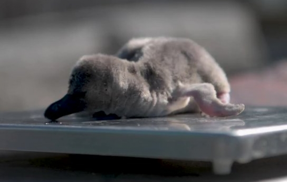 These FIVE fluffy penguin chicks have been named after NHS Heroes and hospitals