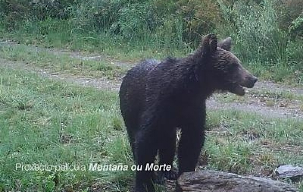 Rare footage captured of brown bear in Spanish national park