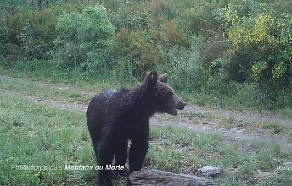 Бурый медведь появился в национальном парке Испании впервые
