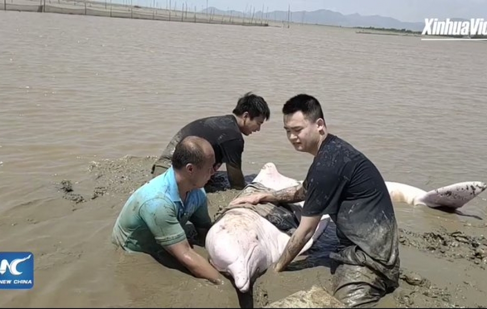 A stranded Chinese white dolphin was rescued by policemen and wildlife experts in Taishan, China
