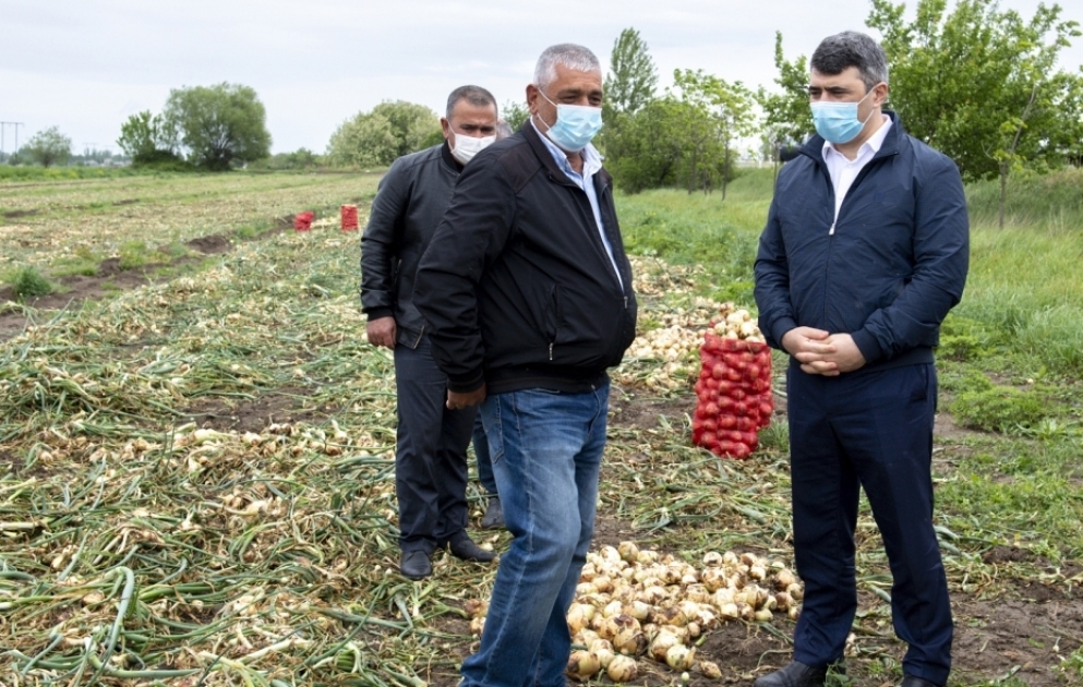 Kənd Təsərrüfatı naziri İnam Kərimov Bərdə və Tərtərdə əkin sahələrinə baxış keçirib
