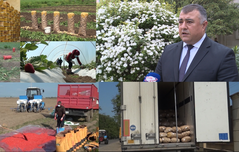 Karantin rejimində kənd təsərrüfatında vəziyyət necədir AÇIQLAMA