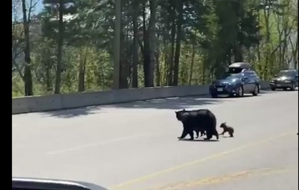 This mama bear safely guided her three cubs across a highway in in British Columbia