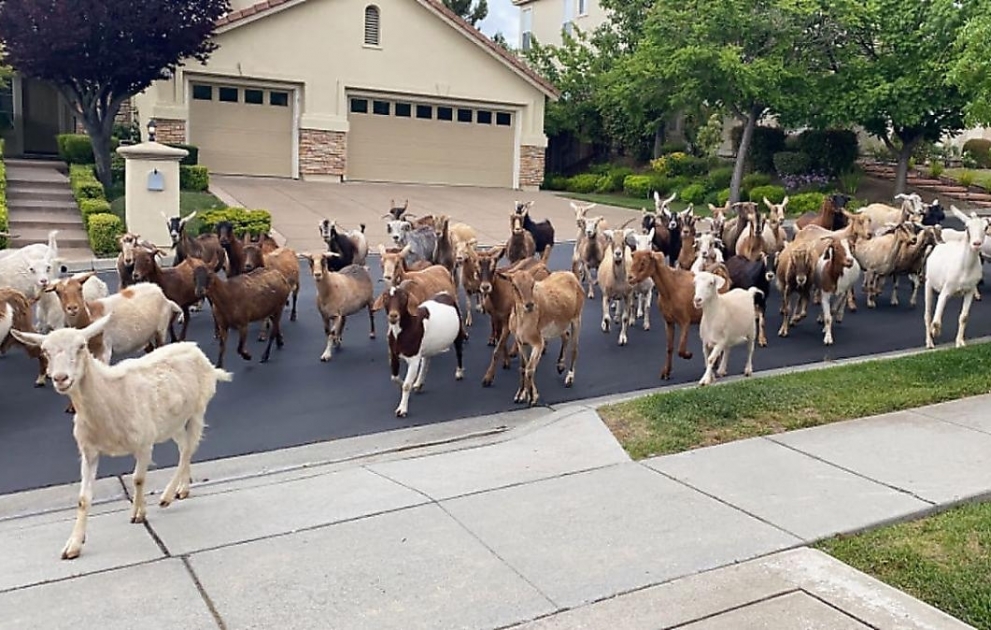 Firefighting goats break free and roam San Jose neighborhood