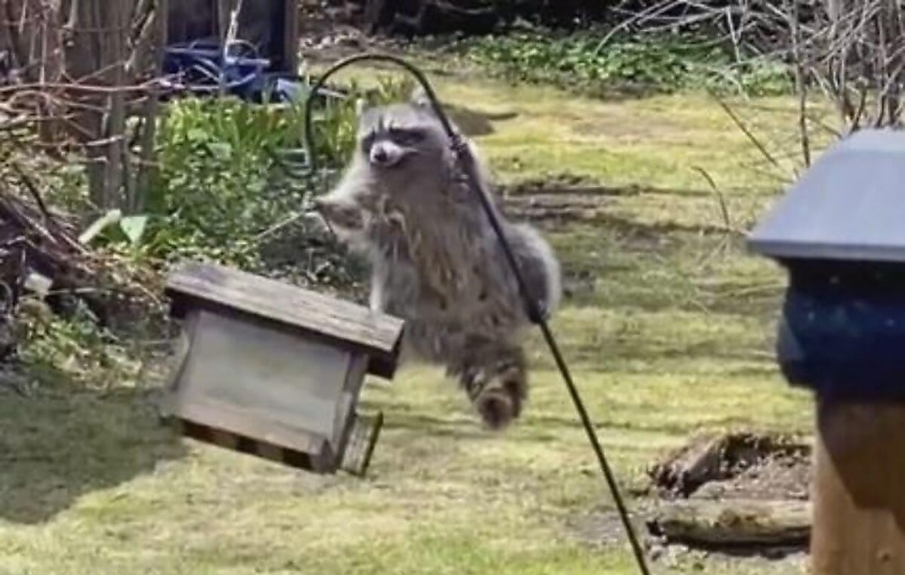Man Narrates a Raccoon's Athletic Feats to Get to the Seed Feeder