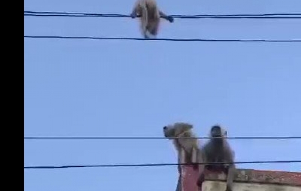 A rescue operation by mother