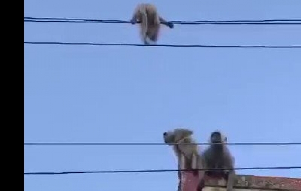 Meymun elektrik naqilindən asılı qalan balasını belə xilas etdi