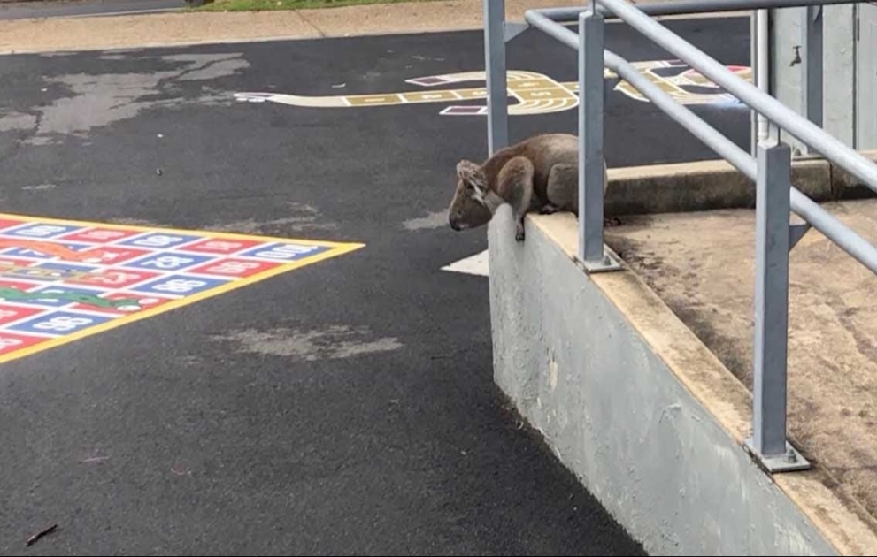 Adorable Koala Visits School Grounds