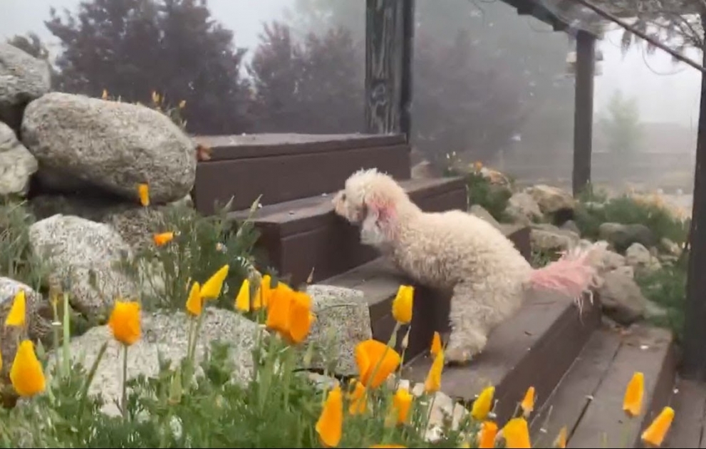 Two-Legged Dog Hops Up Stairs
