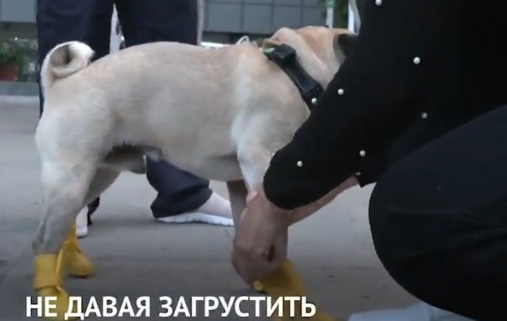 Посмотрите на мопсика, который помогает врачам бороться с коронавирусом