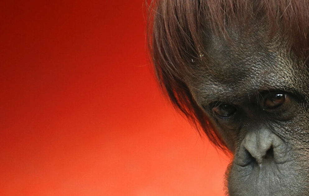 Schutzmaske für Orang-Utan