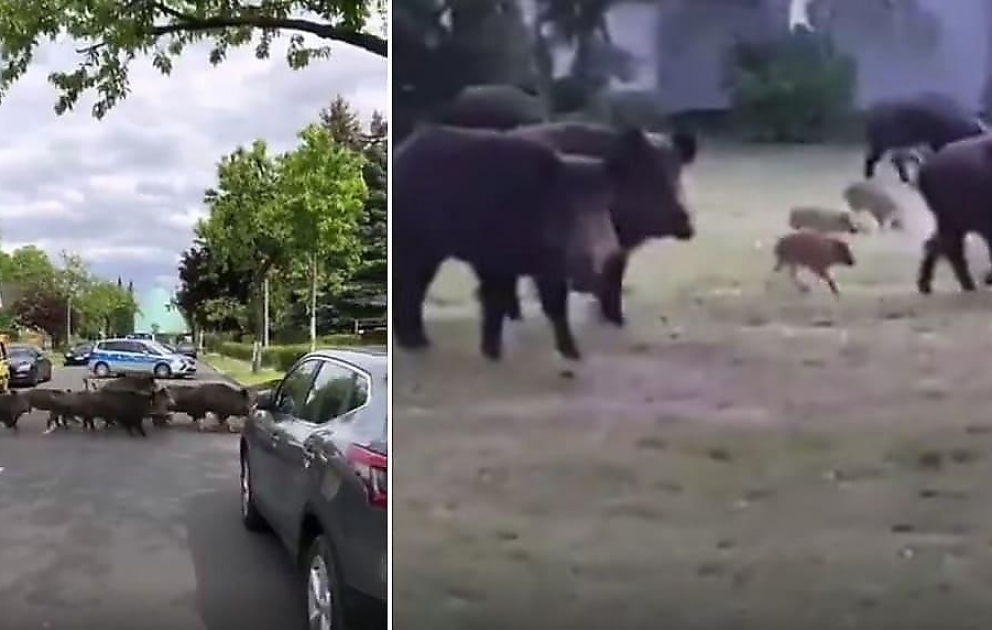 Police escort wild boar herd running across busy Berlin road
