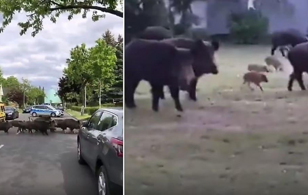 Wildschweine in Berlin unterwegs: Polizei sperrt Straße